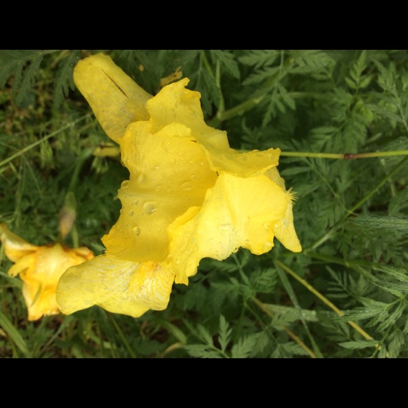 Meet your Posher, Stephanie - Picture 1 of 1